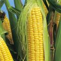 sweet corn